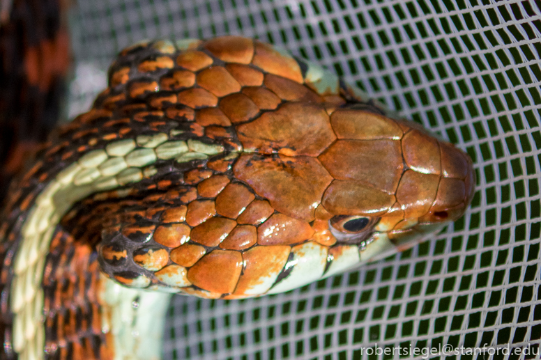 bioblitz2018